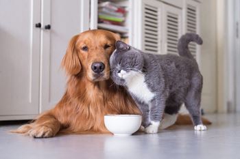 a dog and a cat eating out of a bowl